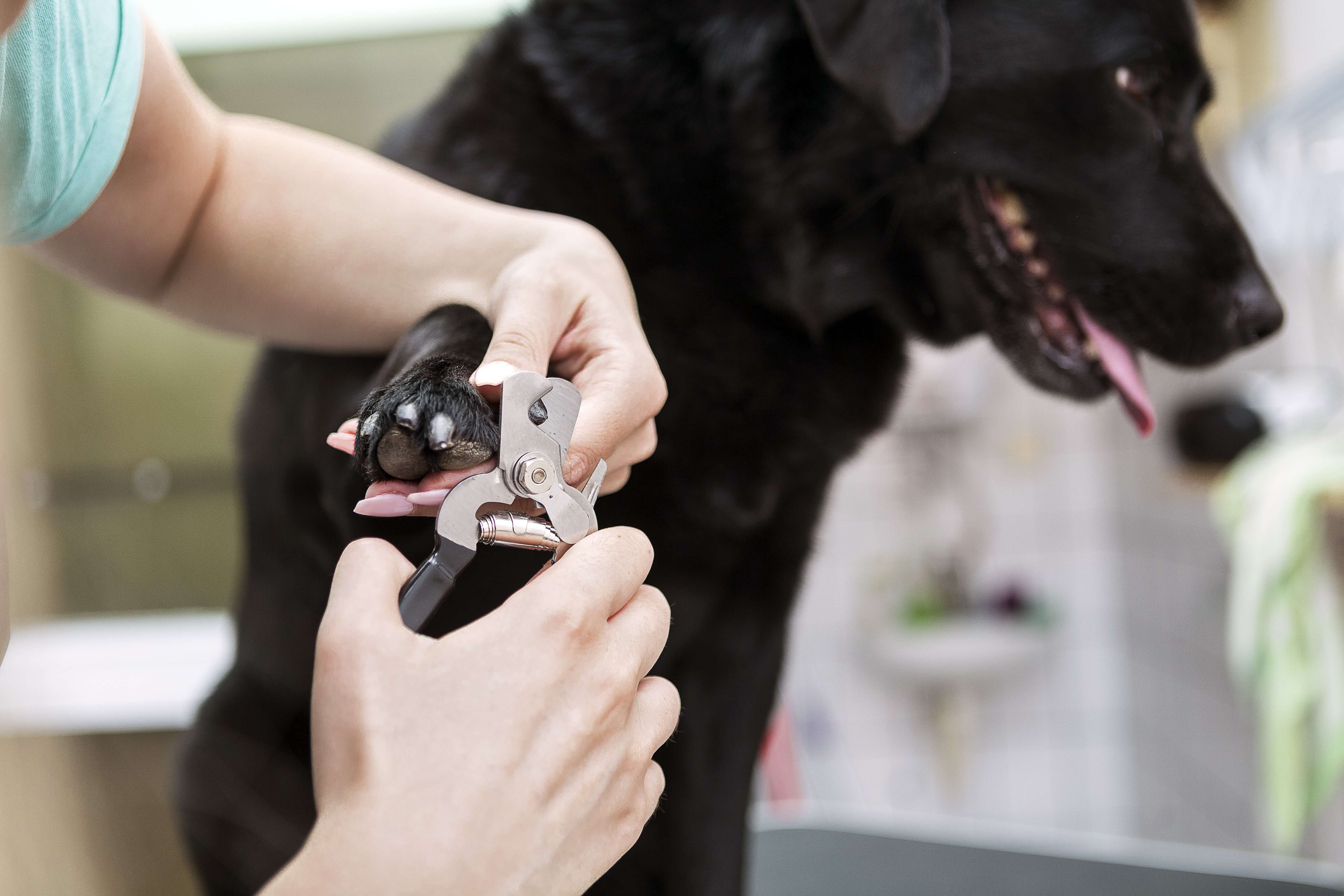 Pessoa usa um equipamento para cortar as unhas de um cachorro preto.