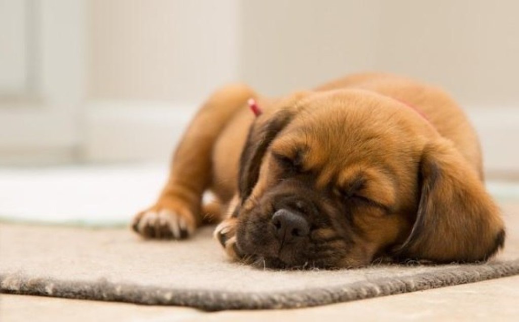 Um cachorro marrom dormindo em cima de um tapete