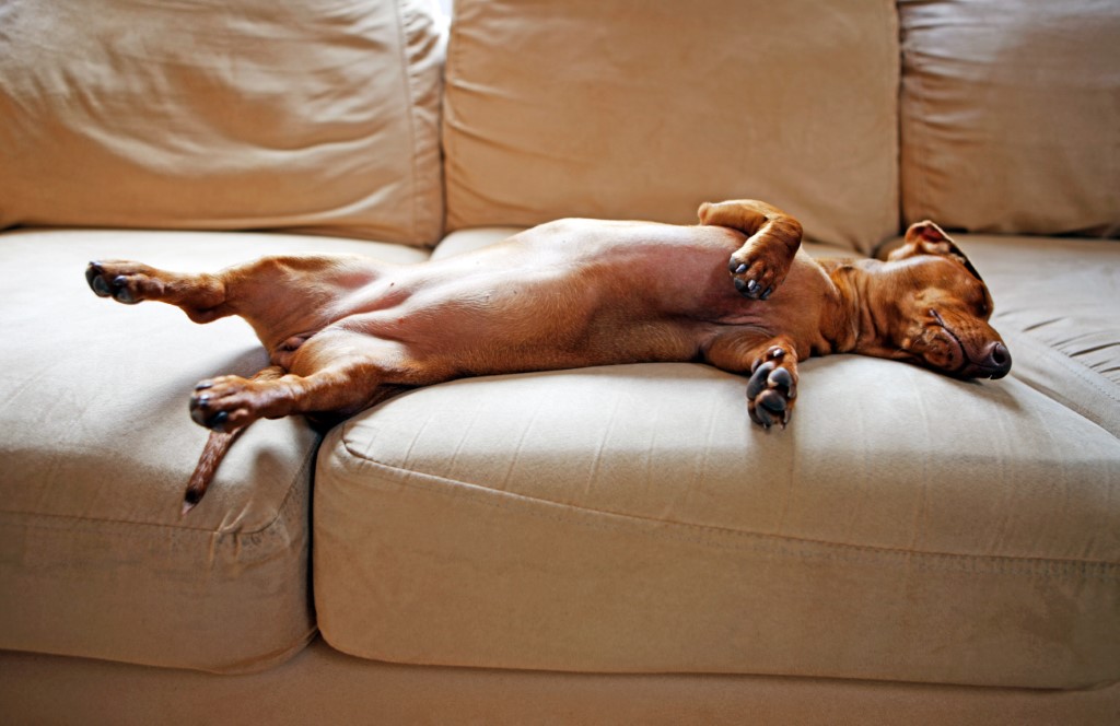 Um cachorro marrom se espreguiça preguiçosamente no sofá bege.