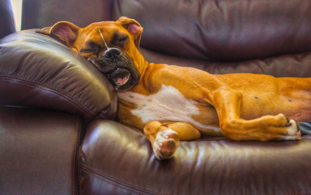 Um cão boxer dorme deitado no braço de sofá