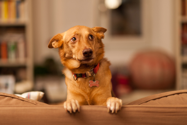 Um cachorro se empoleira em um sofá, encarando distante, com uma expressão assustada.