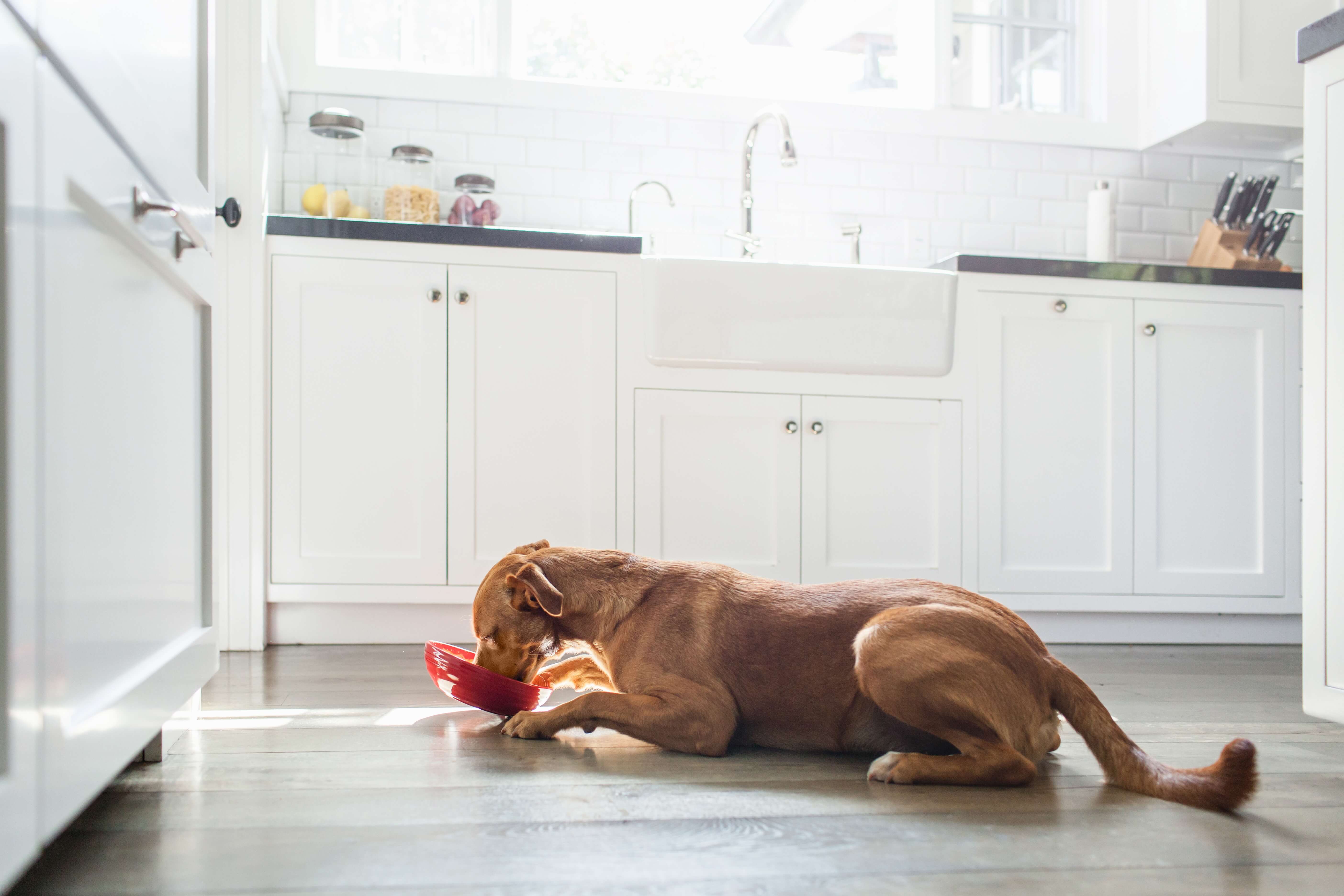 Um cão marrom se alimenta em uma tigela vermelha. Ao fundo, uma cozinha branca.