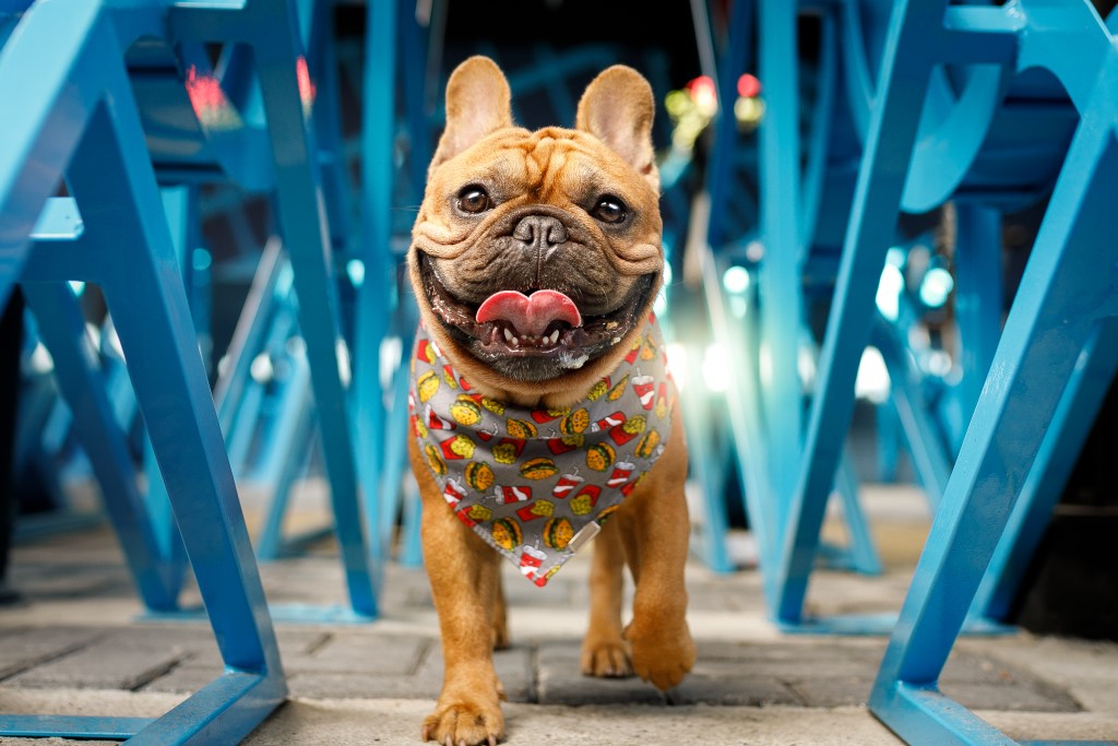 Cão marrom com braquicefalia mostra a língua para a câmera, utilizando um lencinho colorido.