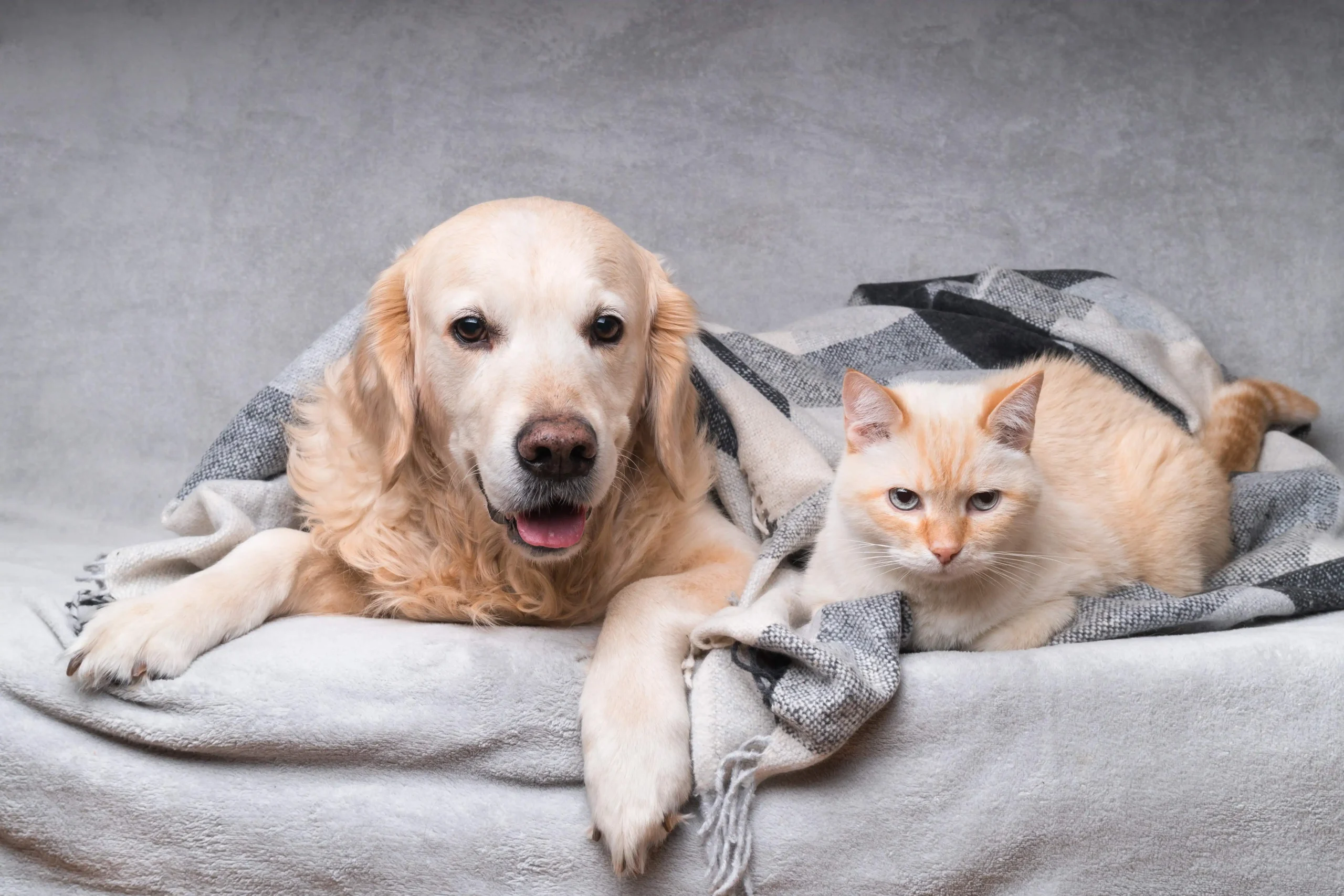 Um cachorro e um gato deitados juntos
