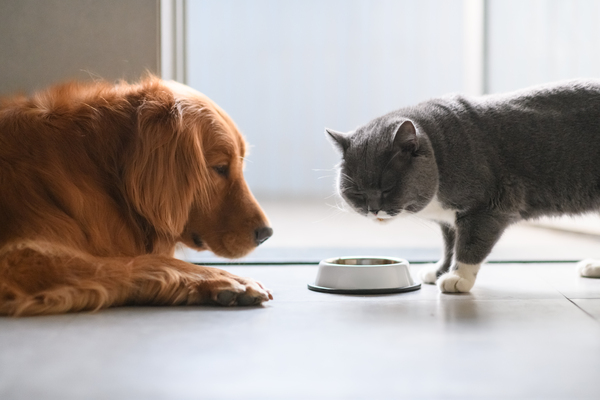 Um cão marrom e um gato cinza se encaram, com um pote de metal entre eles.