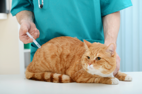 Um gato laranja recebe vacina de um veterinário vestido de azul claro.