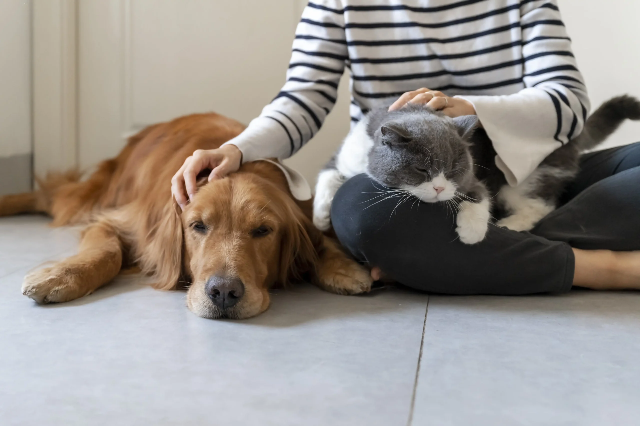 um cachorro marrom está deitado, sendo afagado por uma pessoa, enquanto um gato está deitado sobre seu colo.