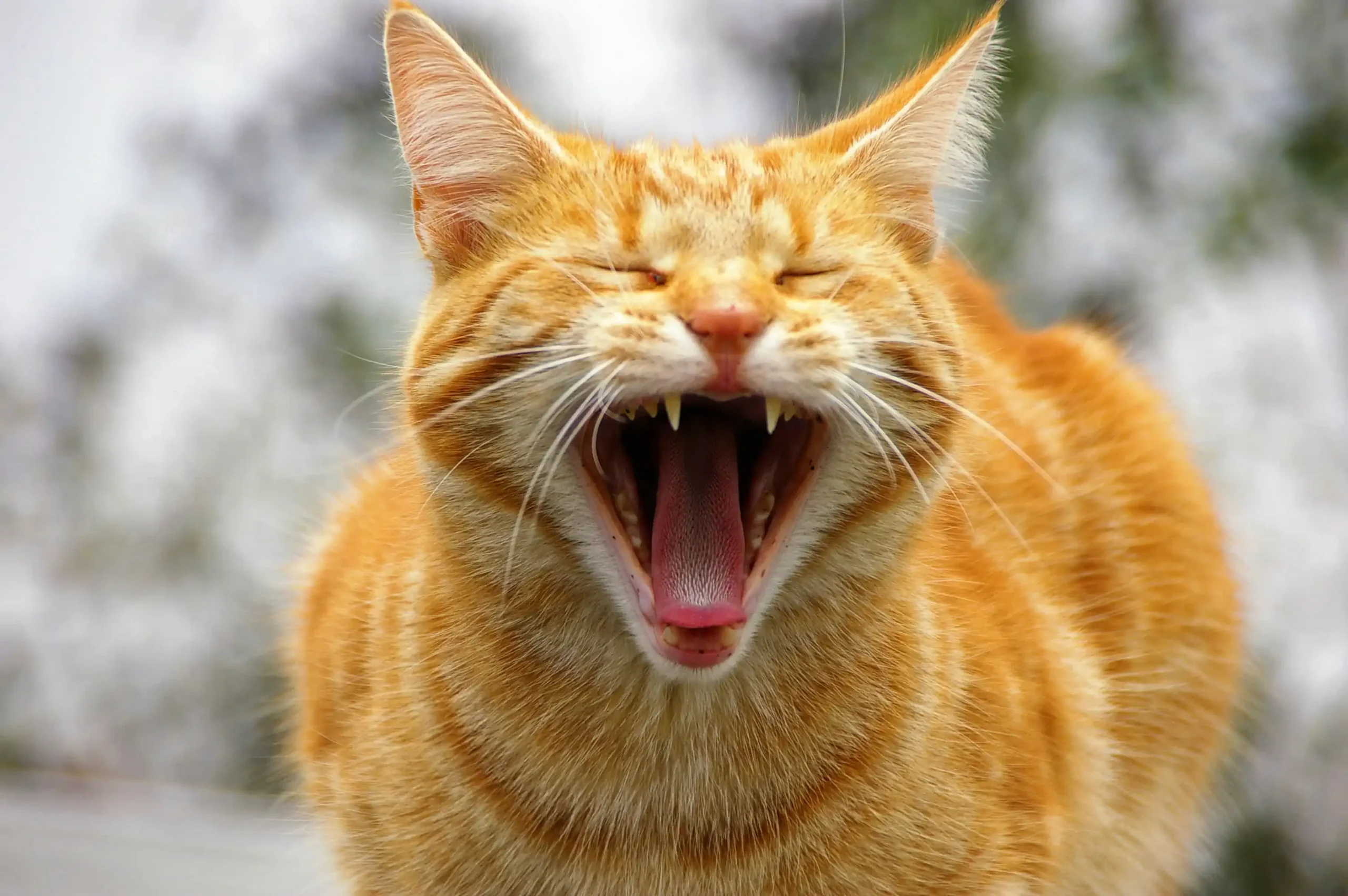 um gato laranja boceja para câmera, com o fundo desfocado.