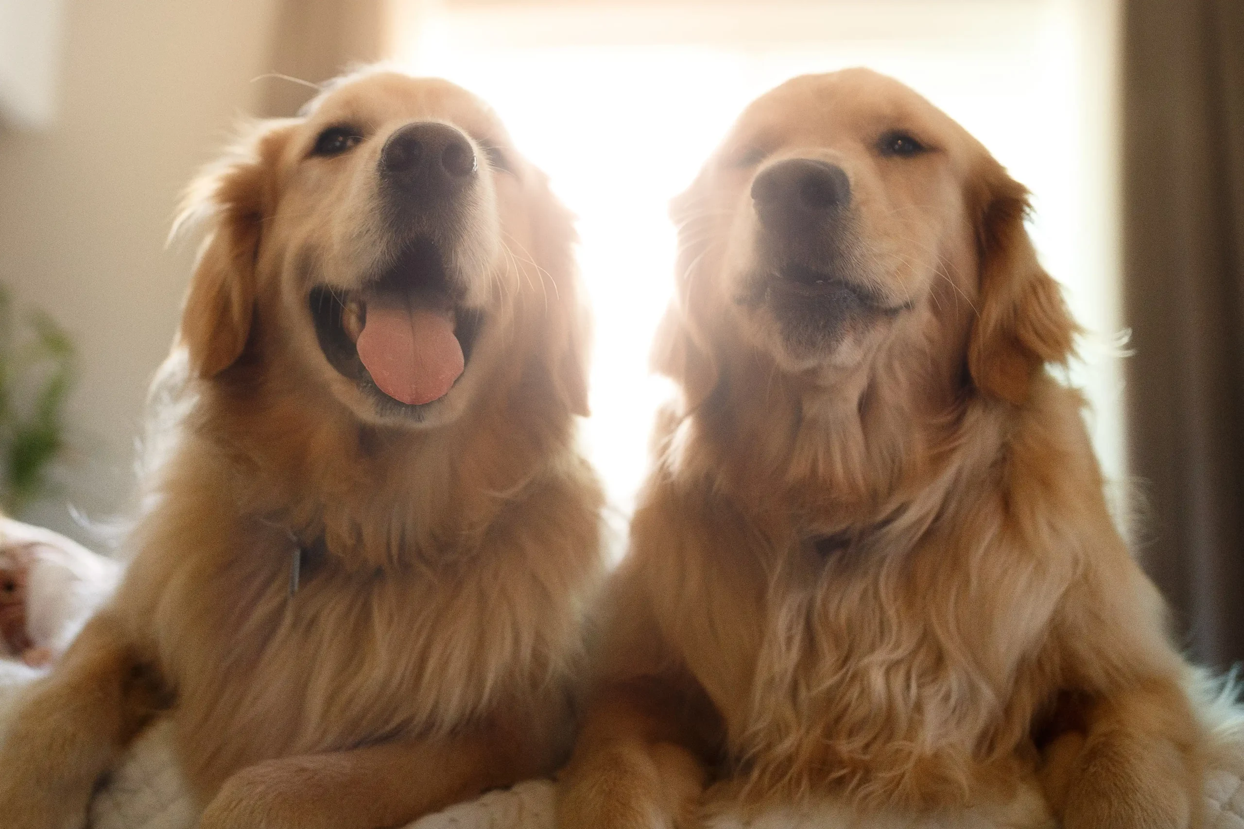 Dois cães da raça Golden Retriever, em um quarto, com um brilho luminoso vindo de uma janela em segundo plano.