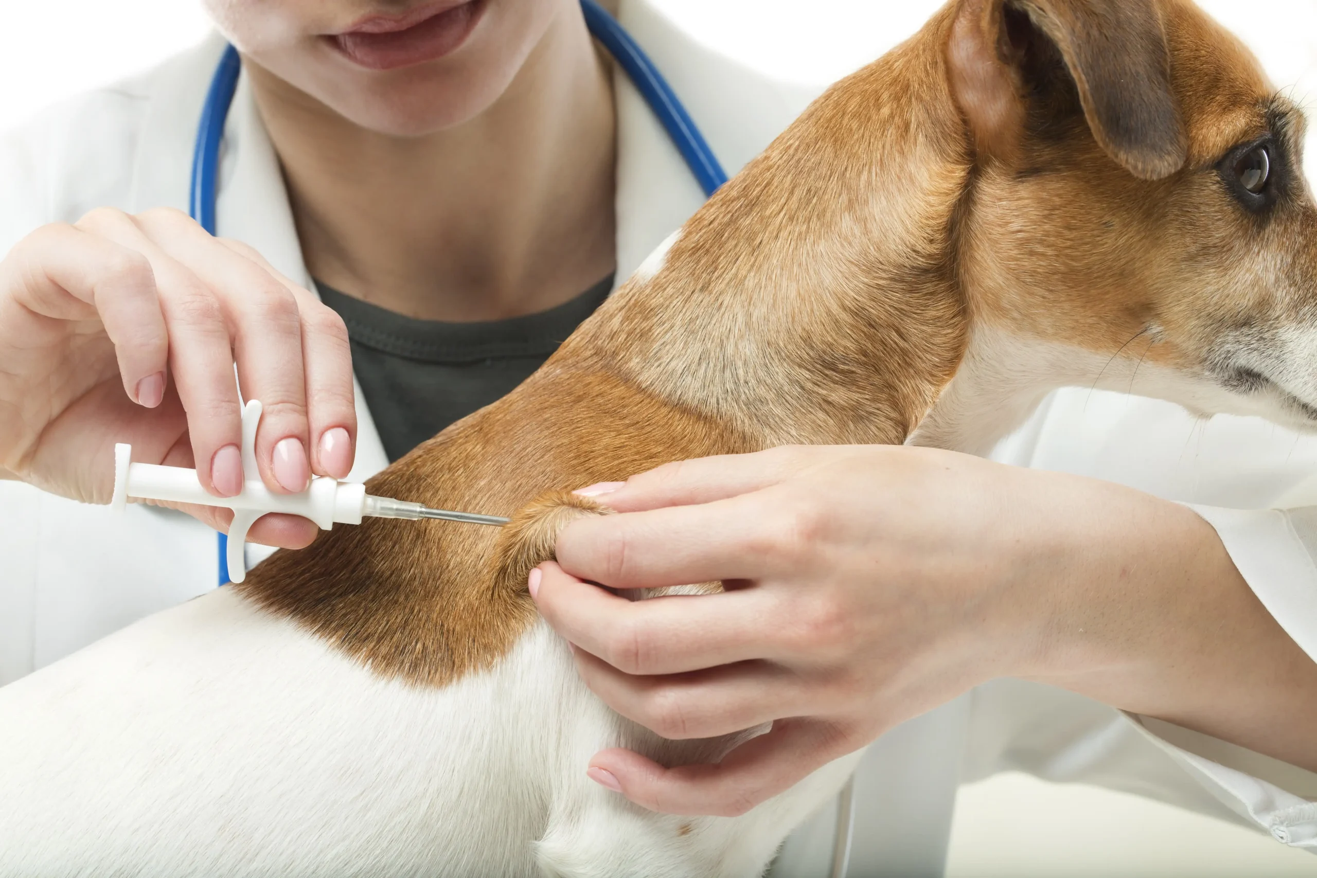 Uma veterinária aplica uma vacina em um cão marrom.