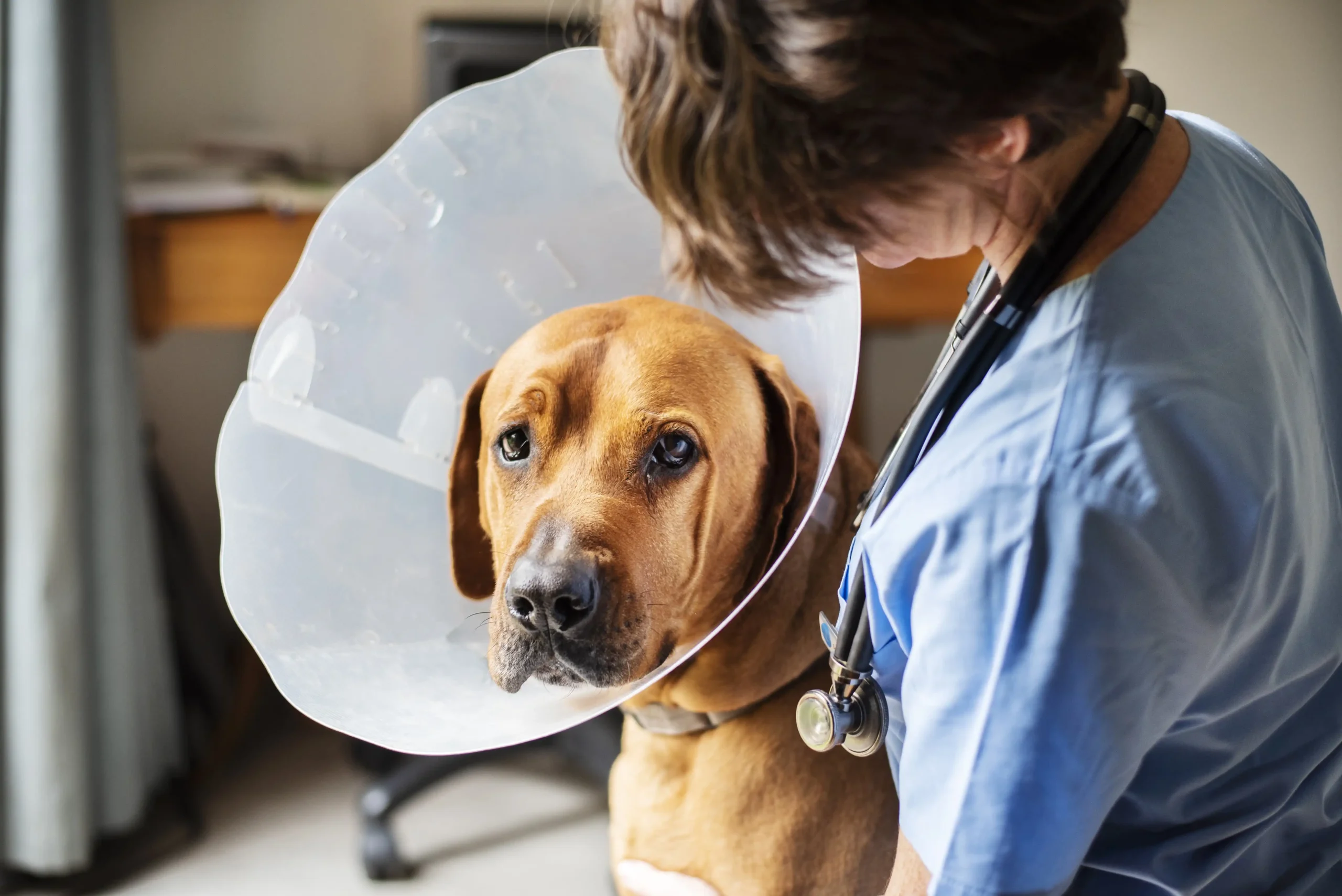 Um cachorro de porte largo, marrom, usando um cone cirúrgico. Há uma veterinária ao seu lado, com estetoscópio pendurado nos ombros.