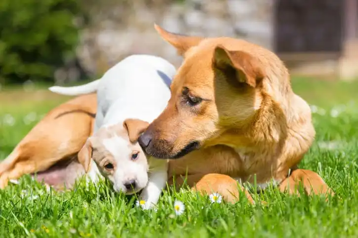 Dois cachorros brincam juntos, um filhote (branco) e outro adulto (marrom). O filhote sobre por cima do cão adulto. Ambos estão em uma gramado.