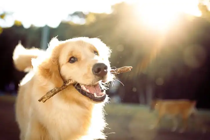 Cachorro corre iluminado por um raio de sol que toma parte da cena, com um galo na boca e fundo desfocado.