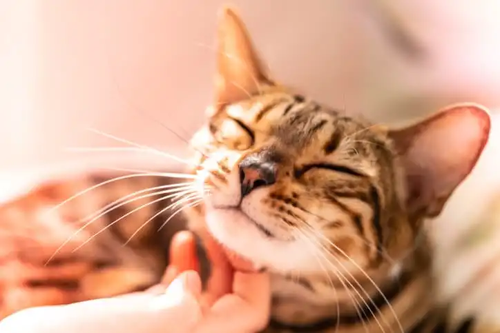 Um gatinho recebe um carinho no queixo, de olhos fechados. O fundo está desfocado!