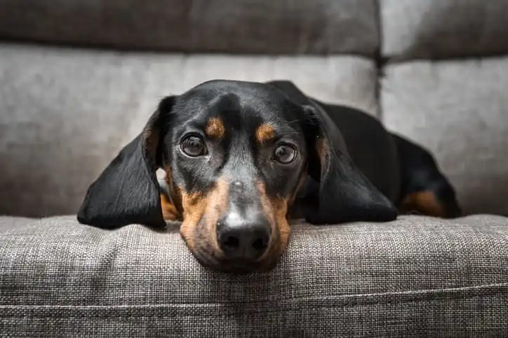 um cão de pelo preto com manchas caramelo, deitado sob um sofá cinza, olhando fixamente para a câmera com fundo desfocado.