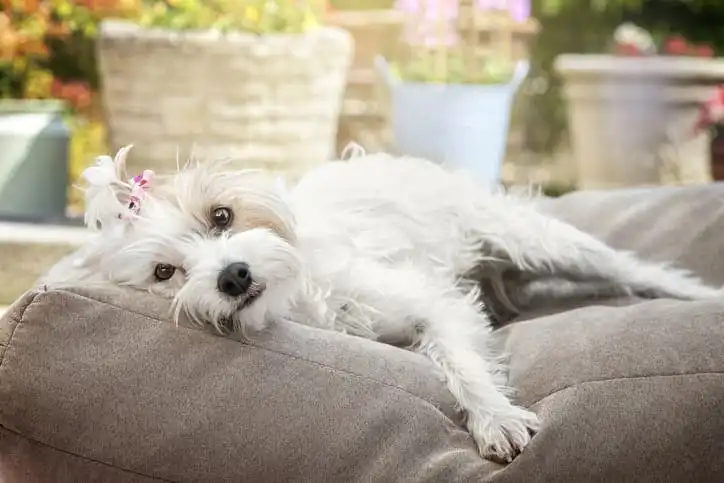 um cão de pelo branco apático deitado sob uma almofada cinza olhando fixamente para a câmera ao fundo vasos de flores desfocados.