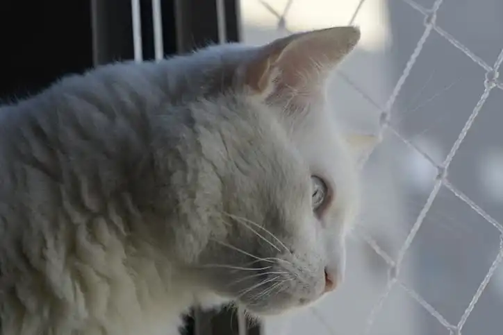 Um gato branco de olho verde claro, com a cabeça encostada no vidro da janela que tem tela de proteção branca com fundo desfocado.