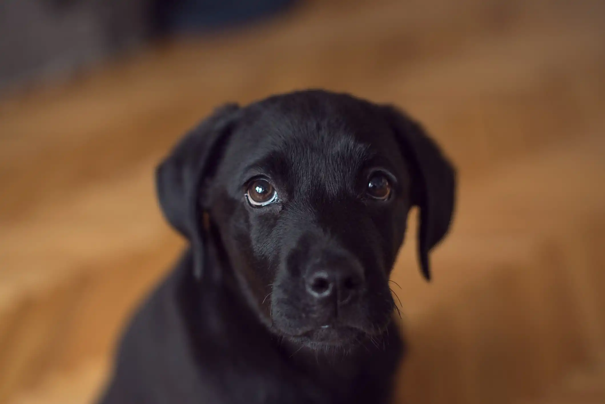 Um cão filhote de pelo preto e olhos escuros olhando fixamente para algo e fundo desfocado.