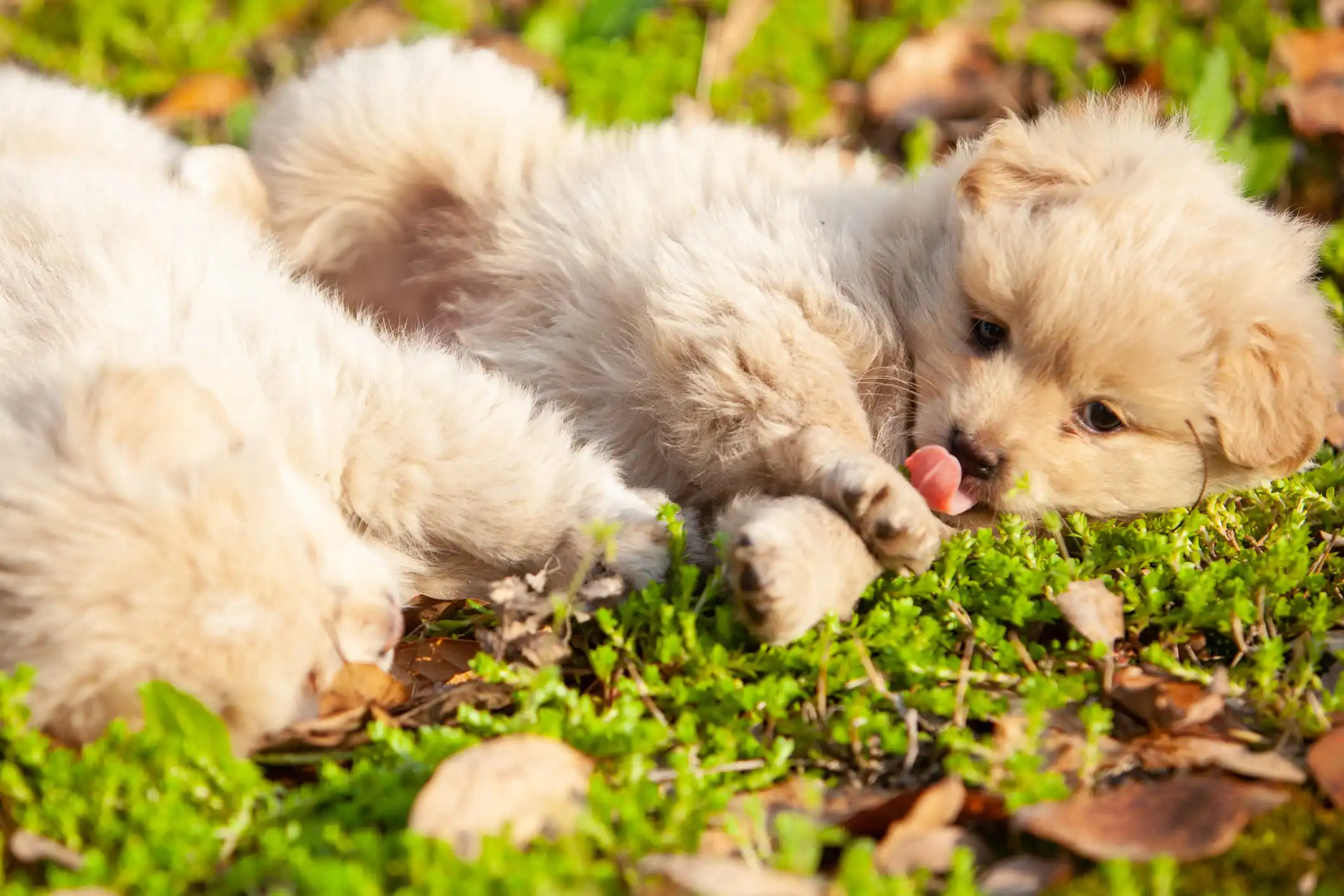 sobre uma grama com folhas dois cachorros de pelo cor bege estão deitados um deles com a língua de fora com fundo desfocado.