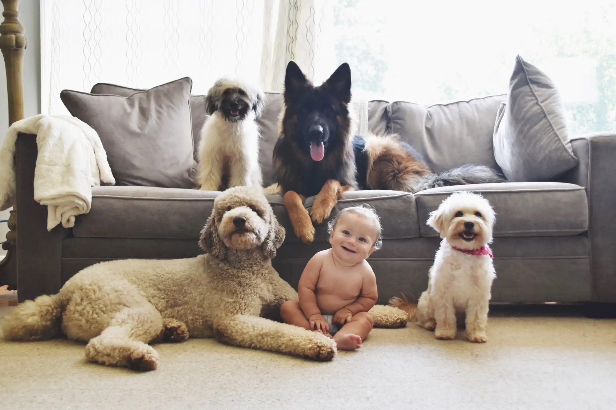 Um bebê sentado no chão em frente a um sofá, ao seu redor e em cima do sofá vários cães.