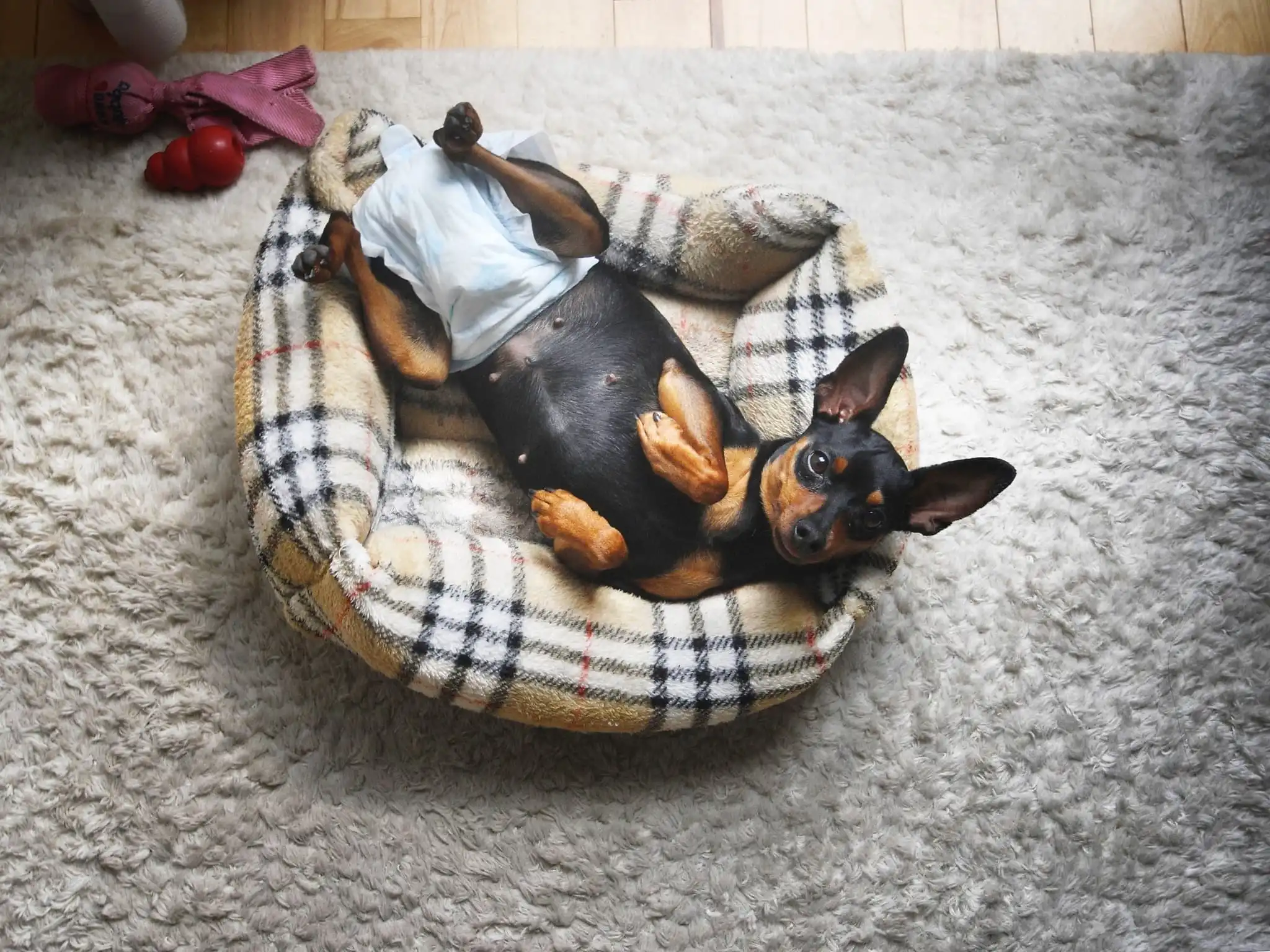 Cadela da raça Pinscher usando fralda, deitada de barriga para cima em uma cama para cachorros