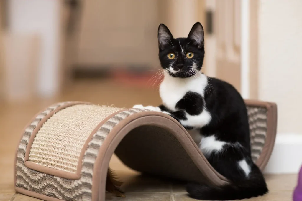 Um gato de pelo preto e manchas brancas, em cima de um arranhador de chão, olhando fixamente para a câmera.