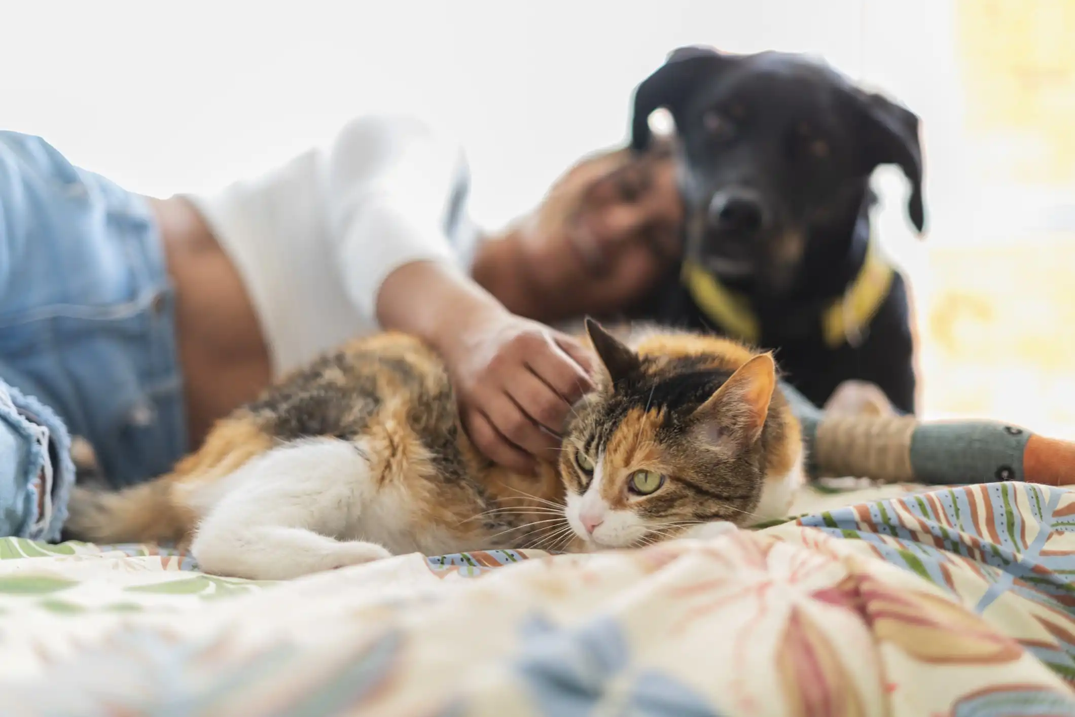 Imagem de um gato tigrado de cor amarela, branca e preta e um cachorro de pelo preto recebendo carinho de sua tutora.
