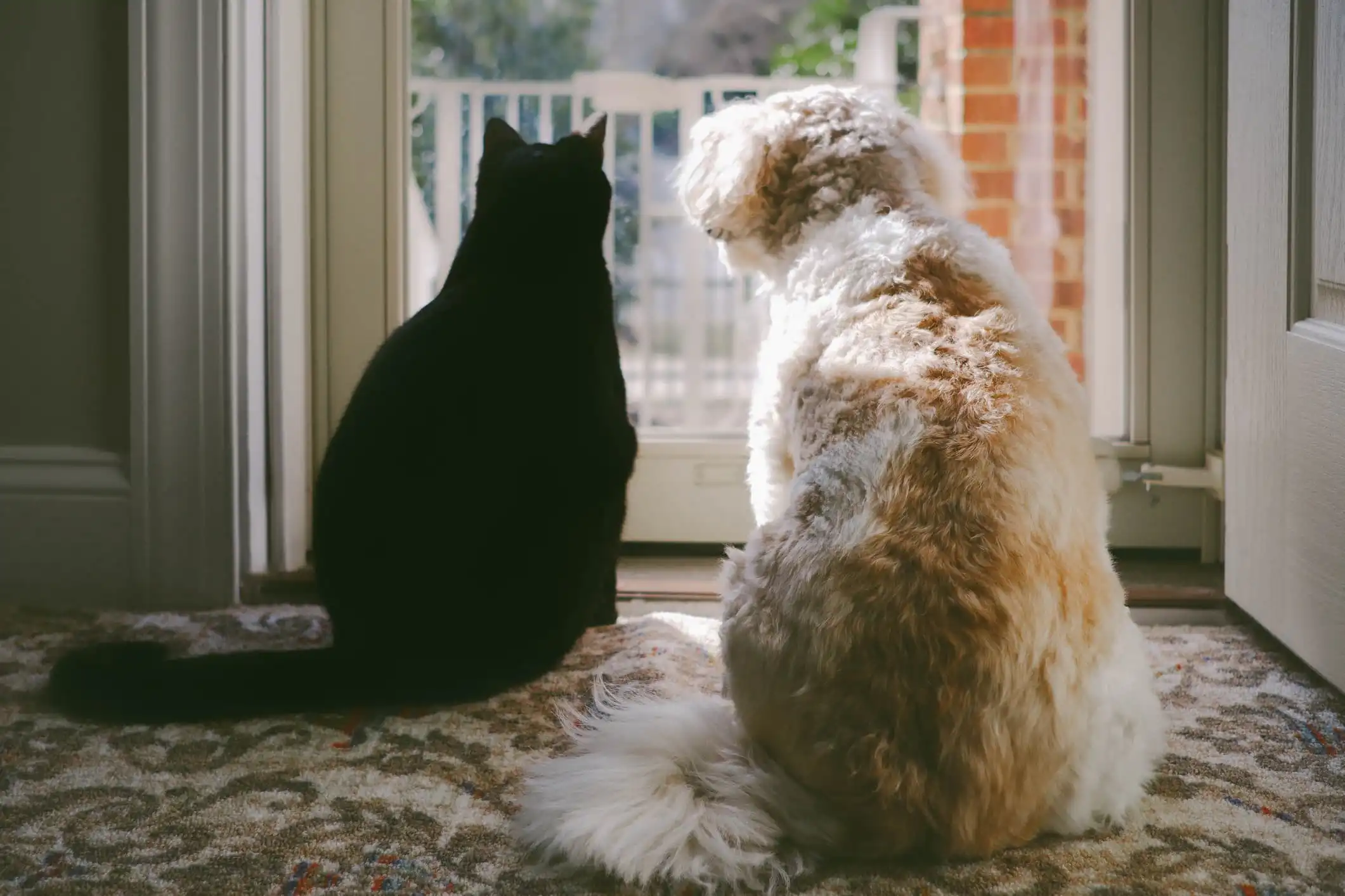 Imagem de um gato de pelo preto e um cachorro de pelo branco e felpudo, sentados no chão em frente a uma porta de vidro, olhando para o lado de fora.