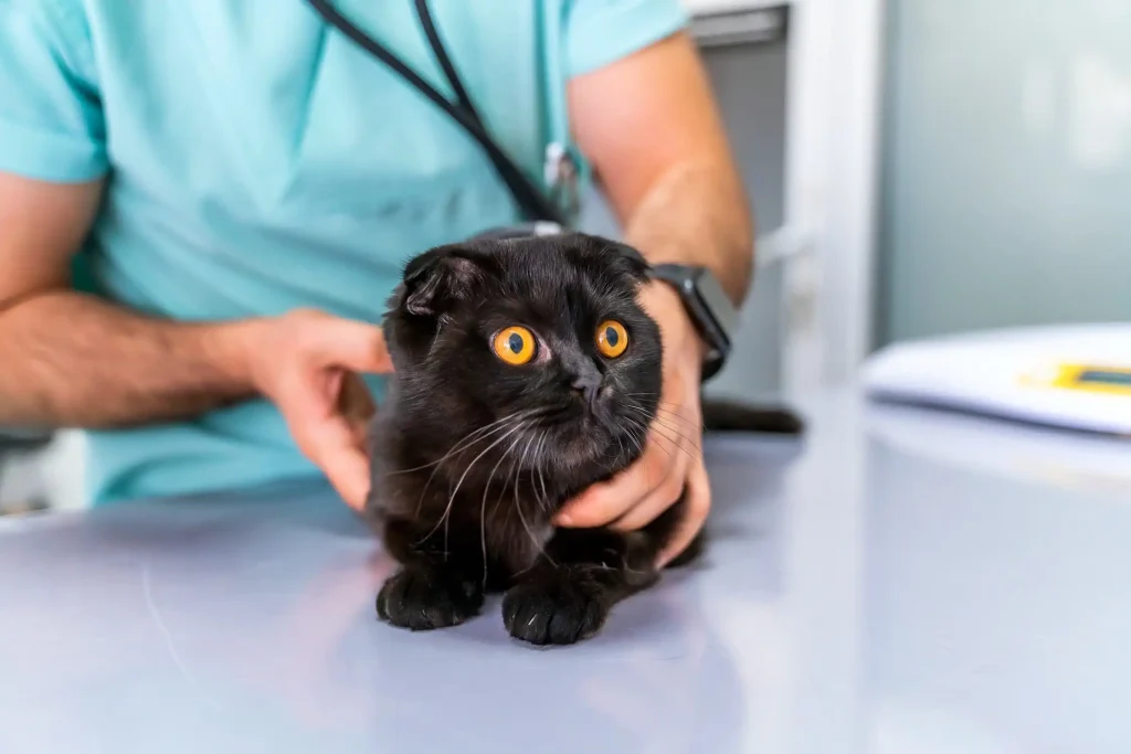Imagem de um gato de pelo preto e olhos amarelos, em uma mesa, sendo examinado por um veterinário.