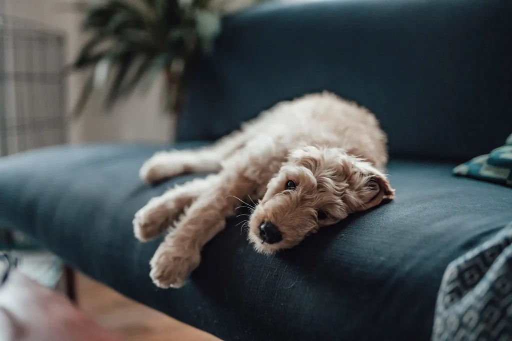 Imagem de um cachorro branco de pelo felpudo, deitado em um sofá com uma expressão abatida.