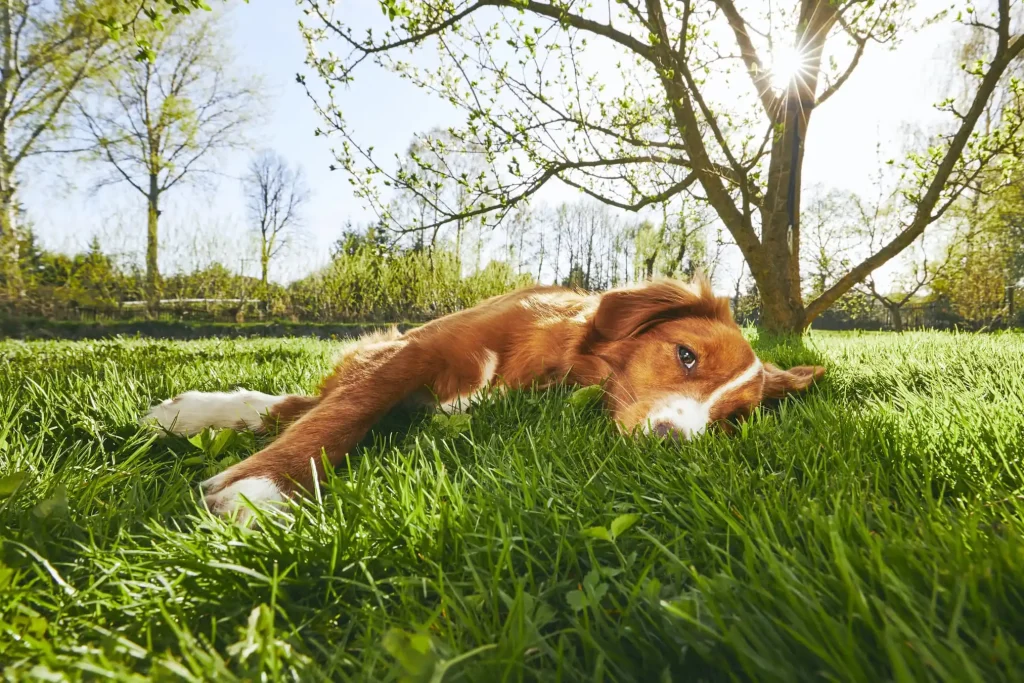 Imagem de um cachorro branco e caramelo deitado na grama com árvores de fundo.