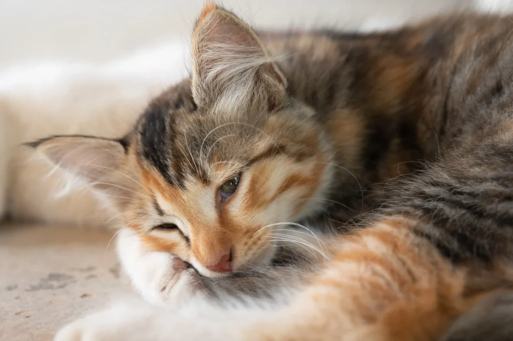 Imagem de um gato tricolor laranja, branco e preto dormindo em cima da pata, com os olhos semifechados, com um fundo branco.