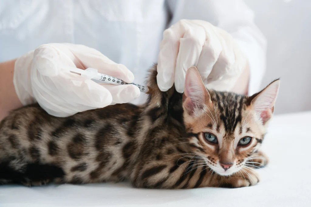 Imagem de um gato-de-bengala marrom, preto e branco na mesa em frente ao veterinário. O médico está com luvas brancas e está aplicando uma vacina para gatos.