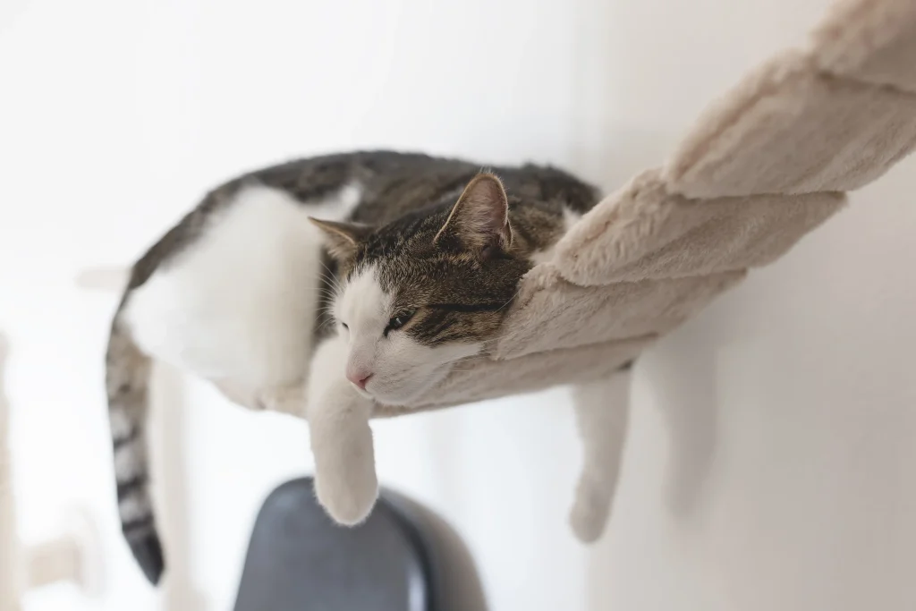 Imagem de um gato mesclado, branco e marrom deitado em uma ponte suspensa para gatos.