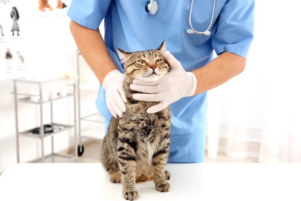 Imagem de um gato tigrado sentado sendo segurado por uma médica veterinária.
