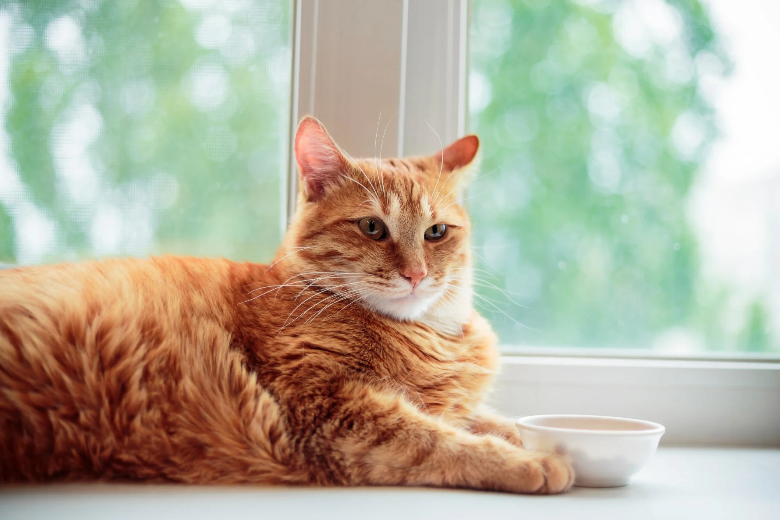 Imagem de um gato tigrado amarelo deitado ao lado de um pote com uma janela de fundo.