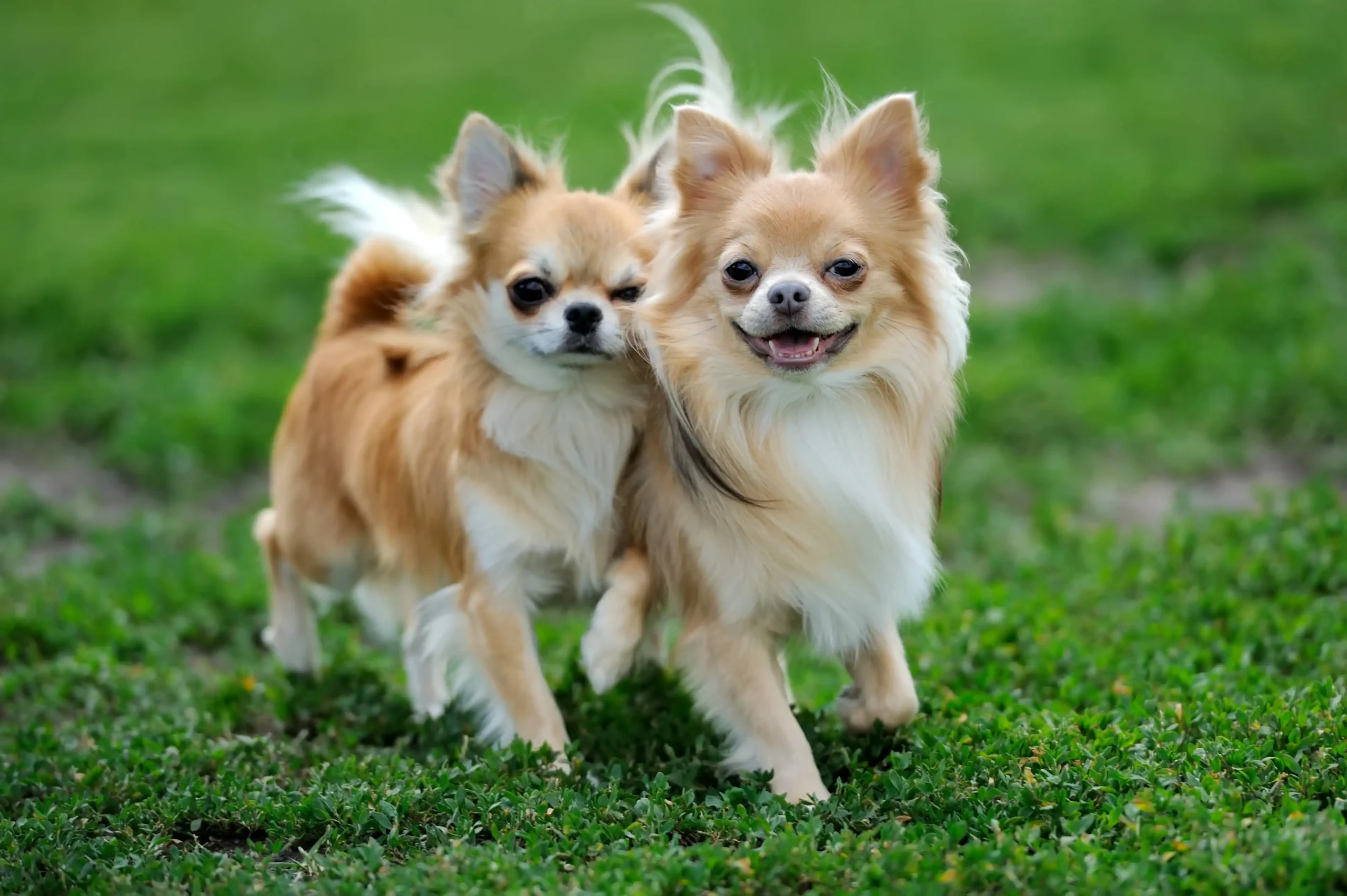 Imagem de dois Chihuahua amarelo e branco andando lado a lado em um chão com grama.