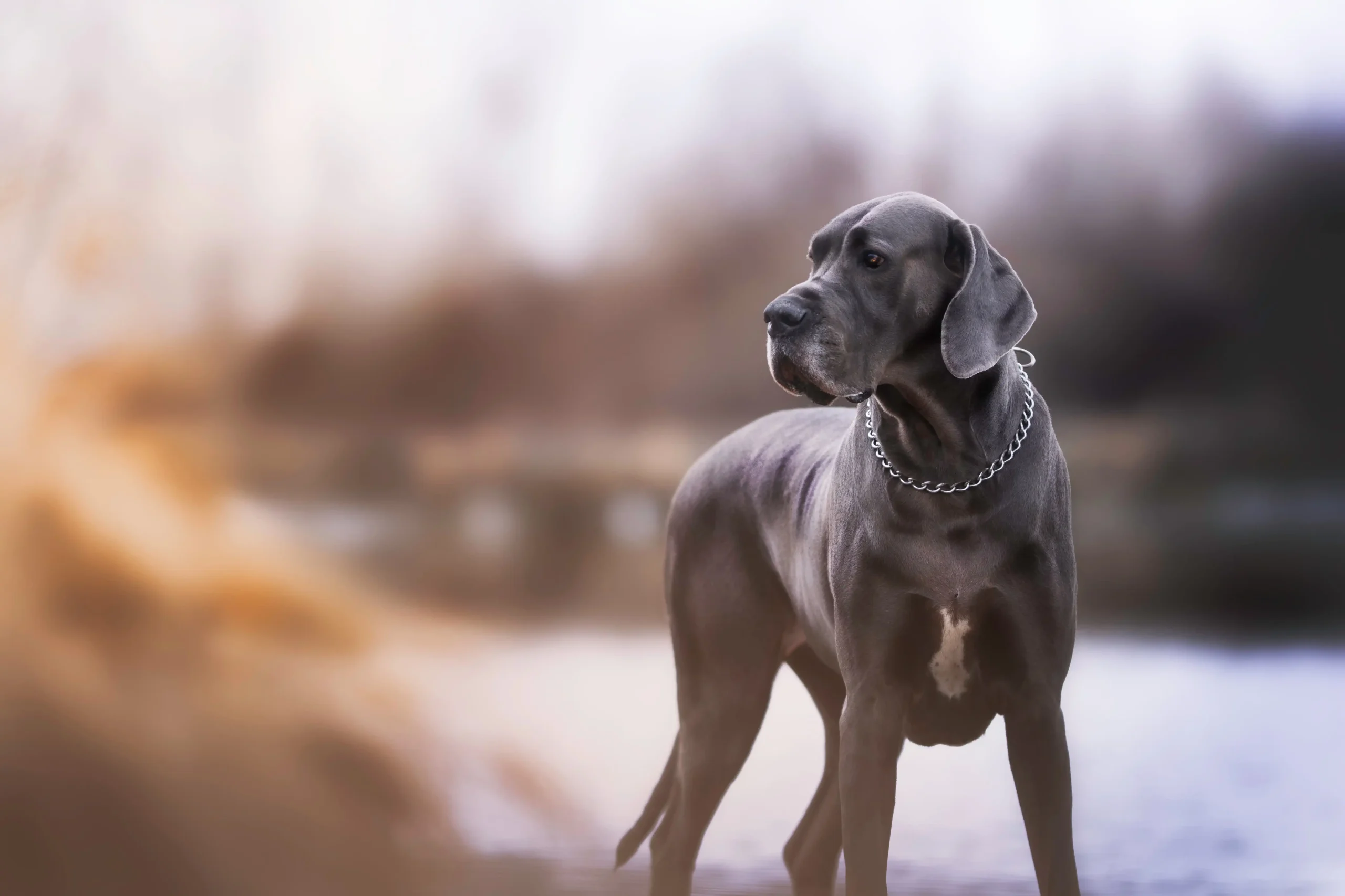 Os maiores cachorros do mundo: conheça as raças - Veterinária Pet