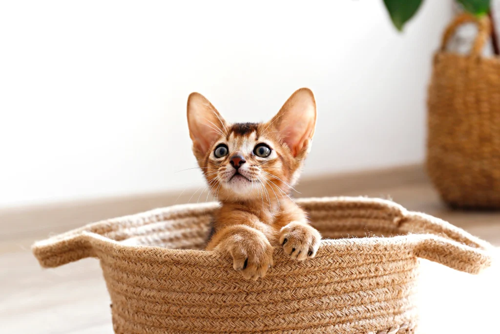 Imagem de um gato filhote branco e laranja com as orelhas em pé, olhando para cima de dentro de um cesto de palha. Ao fundo, uma parede branca com outro cesto ao lado.