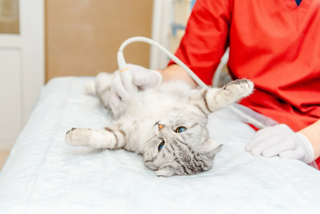Imagem de uma gata grávida branca com partes cinzas deitada de barriga para cima em uma máquina de ultrassom com um veterinário.