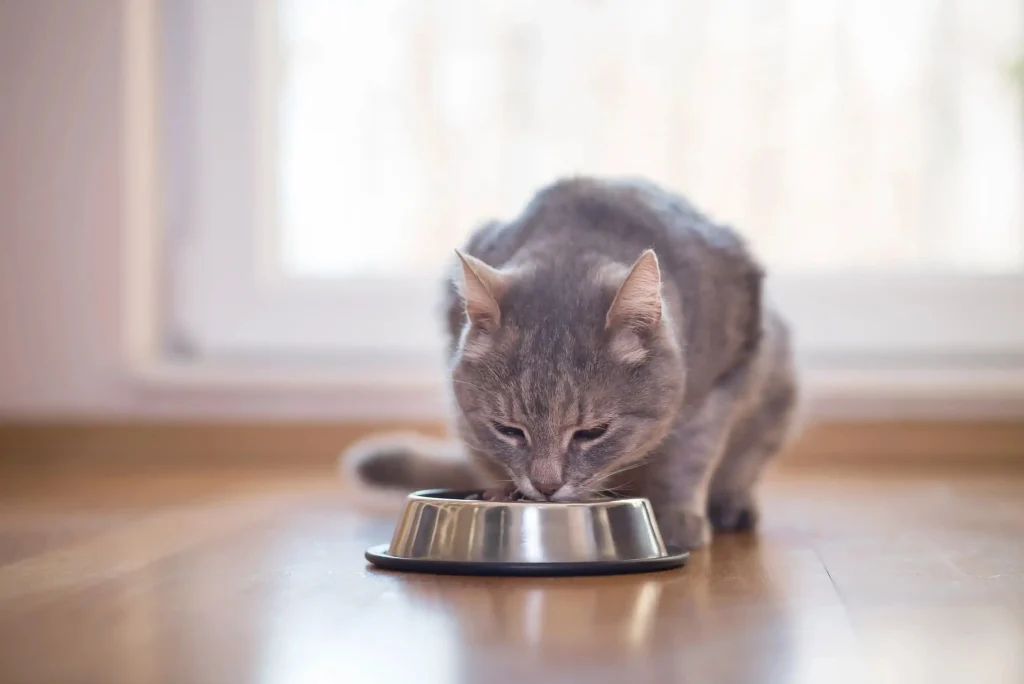 Imagem de um gato cinza sentado com a cabeça abaixada, comendo em uma tigela de ração de alumínio, com uma porta ao fundo.