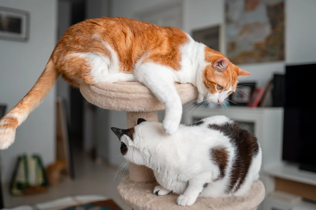 Imagem de dois gatos em um arranhador para gatos de dois andares; no primeiro andar, um gato branco com manchas pretas, e no segundo andar, um gato branco com manchas laranjas, ambos deitados. Ao fundo, uma sala com quadros e itens espalhados.
