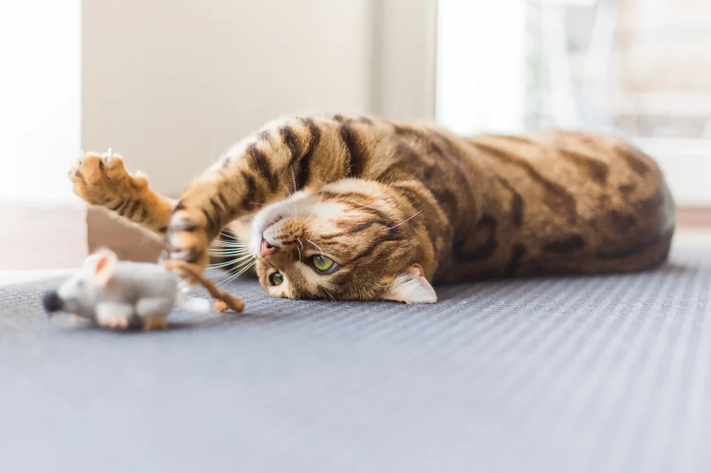 Imagem de um gato malhado marrom e bege deitado no chão de barriga para cima, com uma das patas dianteiras alcançando um rato de brinquedo.