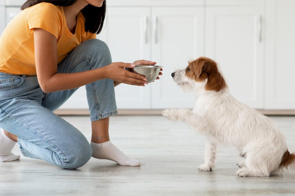 Imagem de um cachorro felpudo branco com manchas marrons, sentado no chão de uma cozinha clara. Uma de suas patas dianteiras está erguida na frente de sua tutora, que está abaixada com um pote de ração em alumínio.