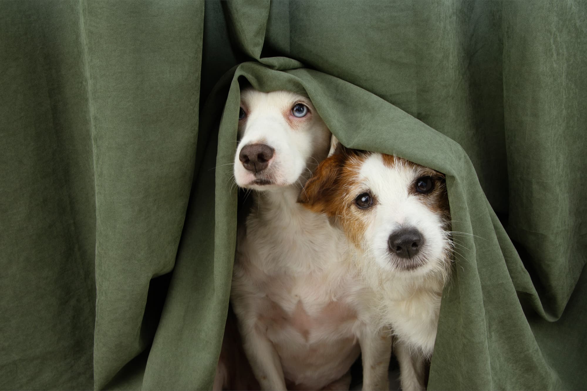 Imagem de dois cachorros assustados, um peludo branco e marrom e outro branco com olhos azuis, escondidos por cortina verde com a cabeça de fora.