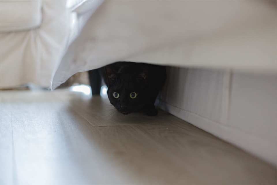 Imagem de um gato preto com olhos verdes deitado em um piso de madeira ao lado de um sofá branco com uma manta quase o cobrindo.