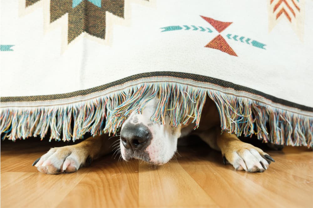 Imagem de um cachorro assustado escondido debaixo de um sofá, com parte do rosto coberto por uma manta com franjas, deixando apenas as patas dianteiras e o focinho à mostra.