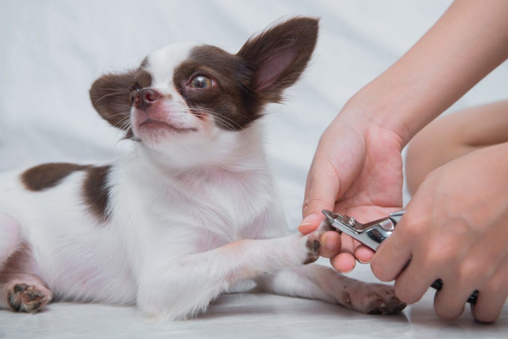 Imagem de um Chihuahua branco e marrom deitado no chão ao lado de sua tutora que usa um alicate de unhas para cães.