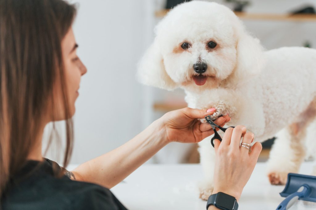 Imagem de um Poodle branco em pé em cima de uma mesa com uma mulher na frente, demonstrando como cortar as unhas do cachorro em casa com um cortador de unhas para cães.