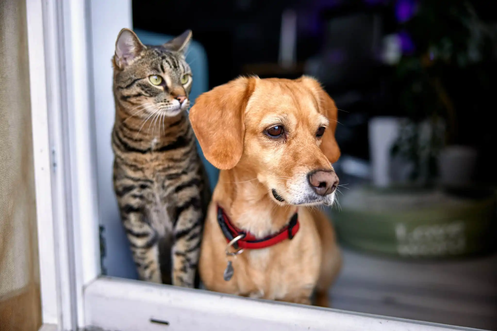 Cachorro caramelo e gato rajado sentados juntos, olhando para fora de uma janela de vidro